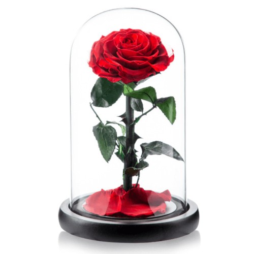 Preserved Rose 02